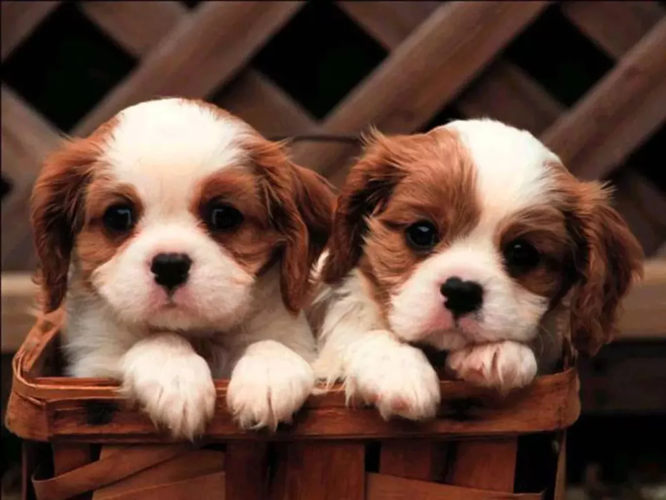cute-puppies-puppies-and-more-31104113-1024-768.webp