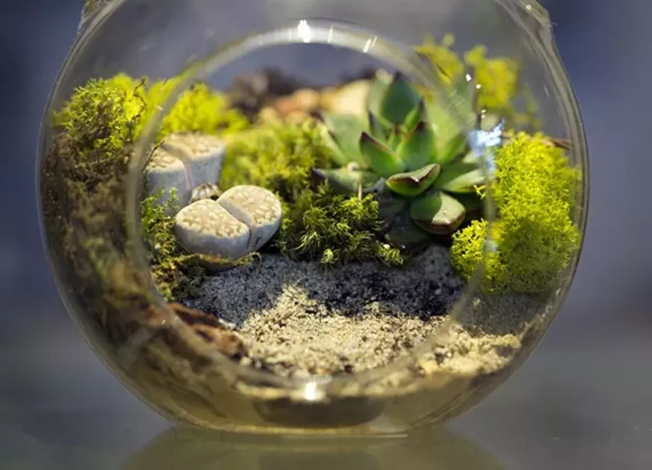 3f40bfd9_terrarium_small.webp