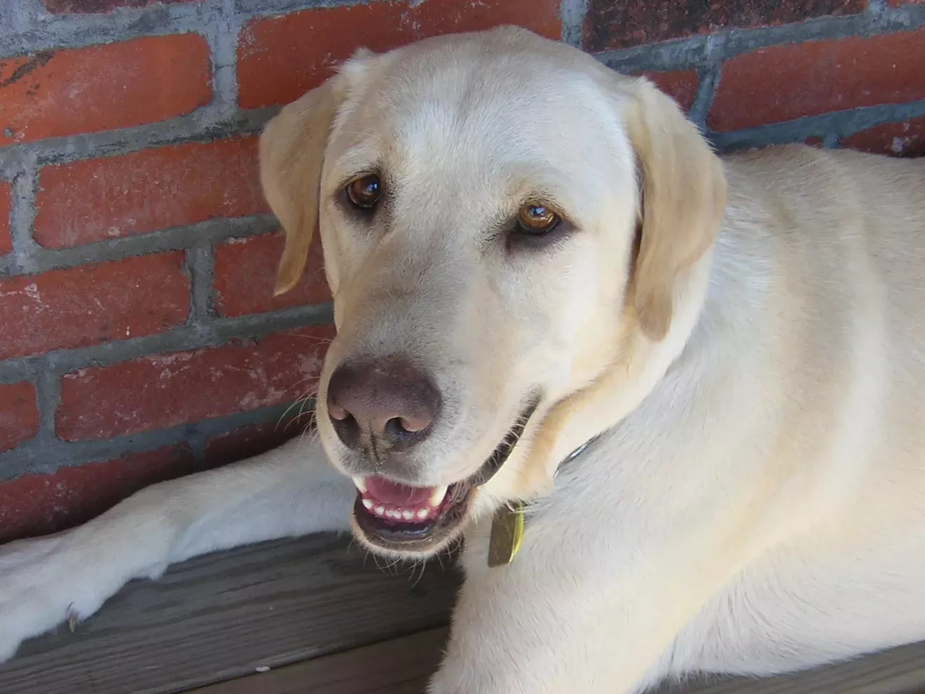 dog.webp