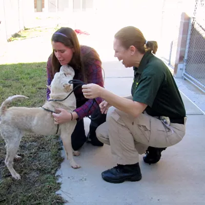 Image: Pancake the Shar Pei is found!