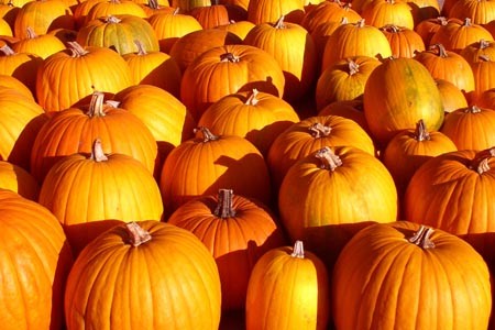 15086faf_fall-pumpkins-2.jpg