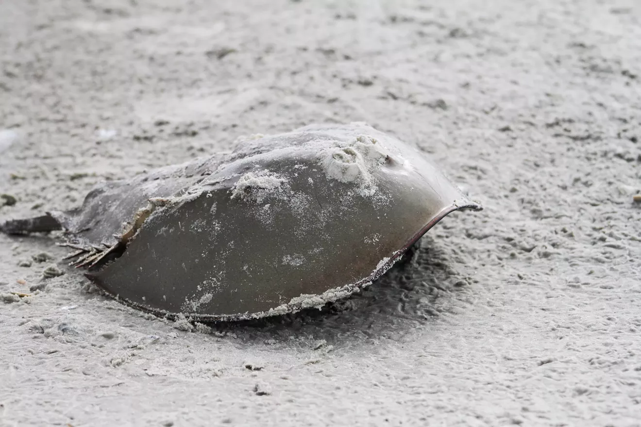 1705-horseshoecrab-125.webp