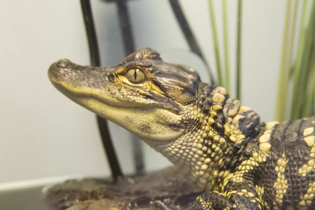Meet an alligator ambassador at the UGA Aquarium and learn about the importance of water quality for coastal wildlife.