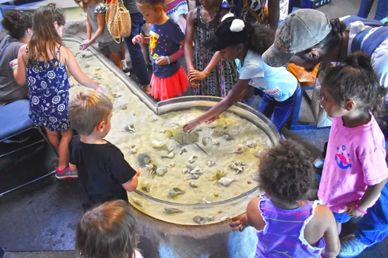 Touch tanks at the UGA Aquarium are always a popular activity at Skidaway Marine Science Day.