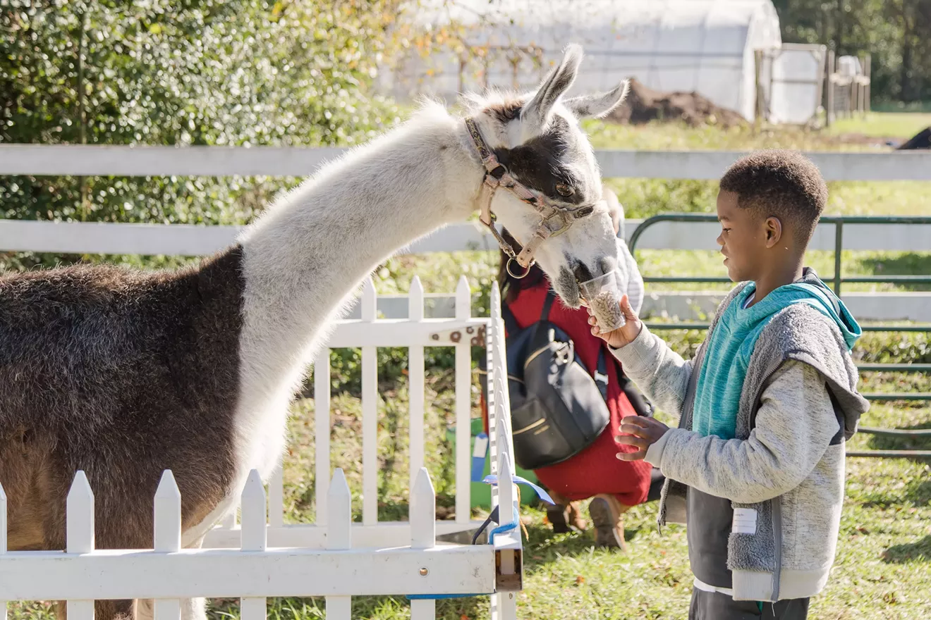 Petting Zoo