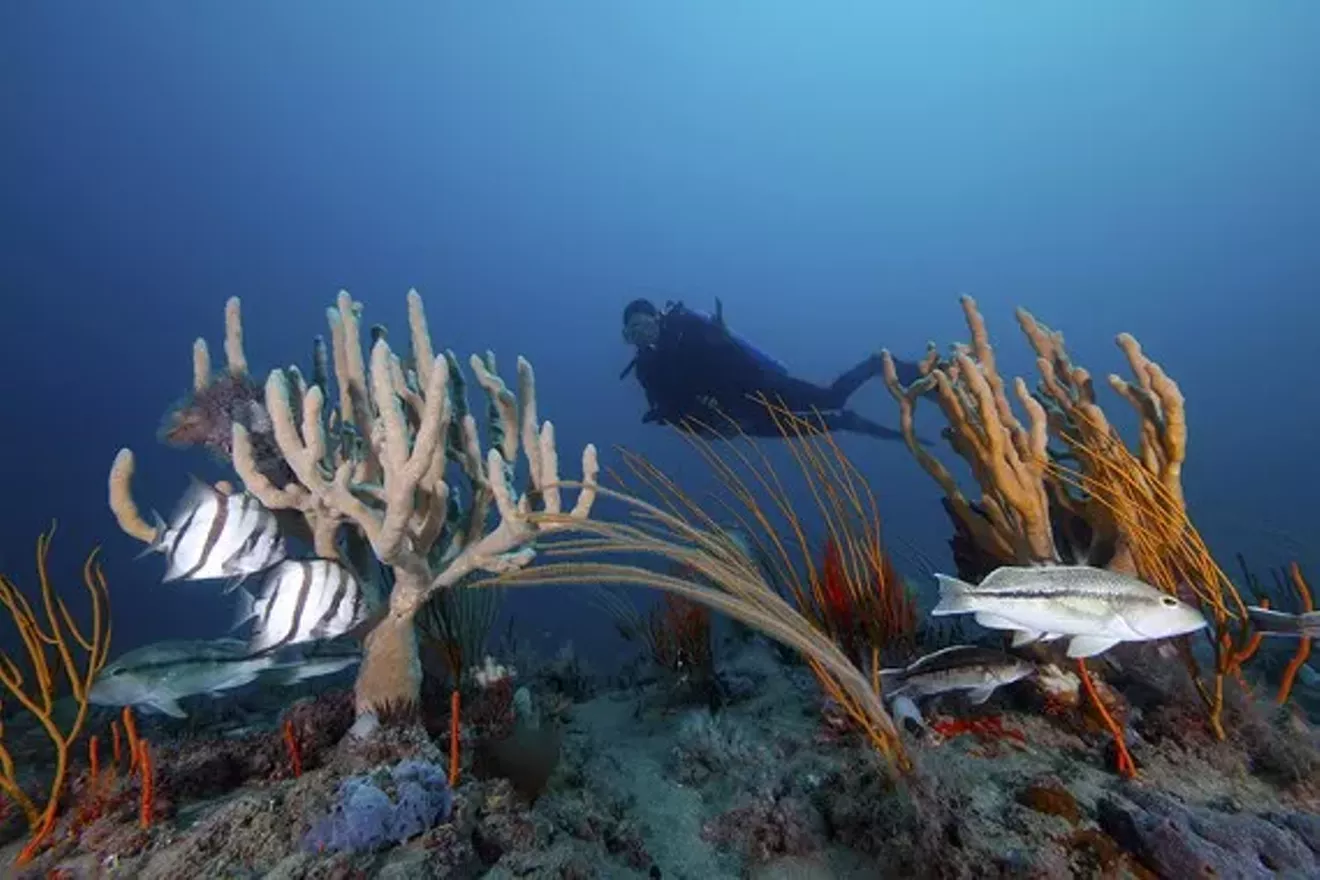 68dc47d4_gr-diver_sponges_gorgonians_and_fishes_fb.webp