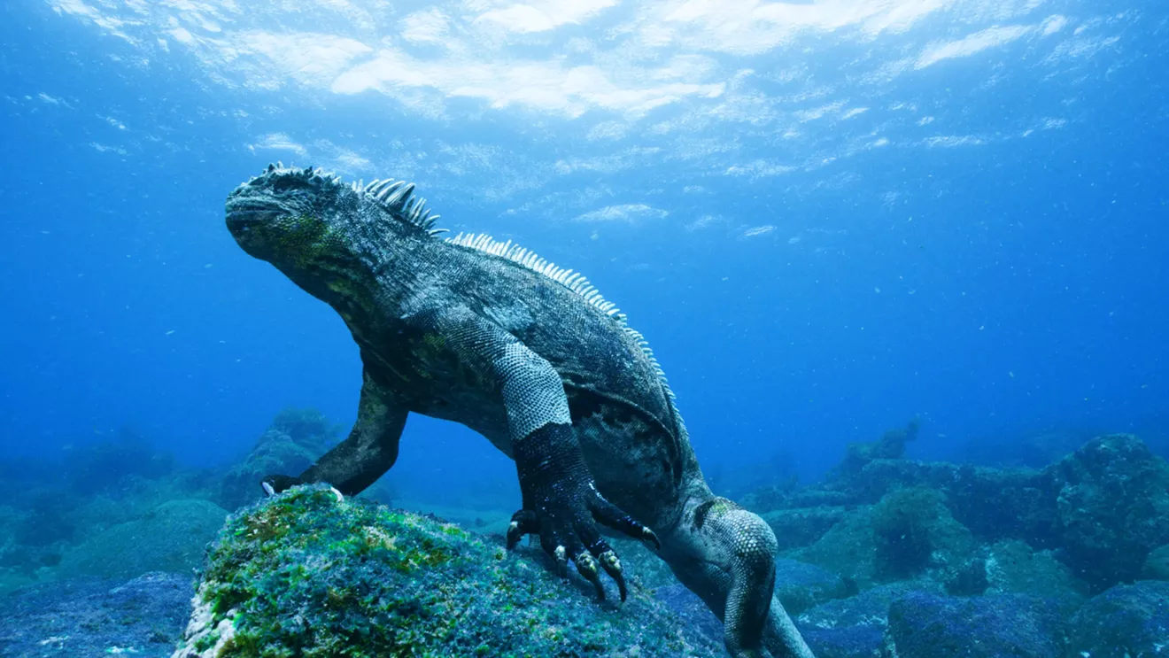 gray_s_reef--galapagos_3d_marine_iguana_feeds_on_green_algae-2.webp