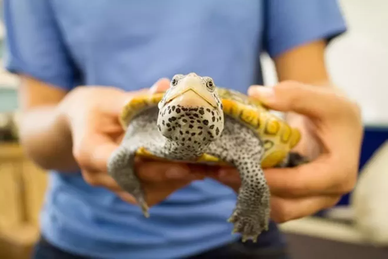 c5a1a5c7_2016-reptiles-2.webp