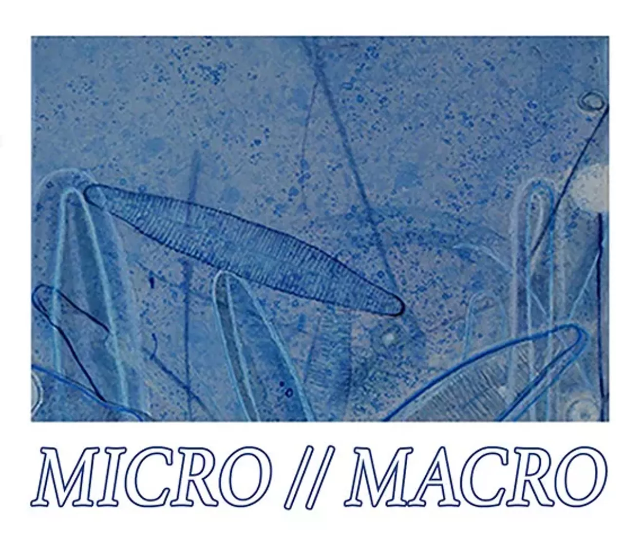 7c7eba5e_micromacro_headersmall.webp