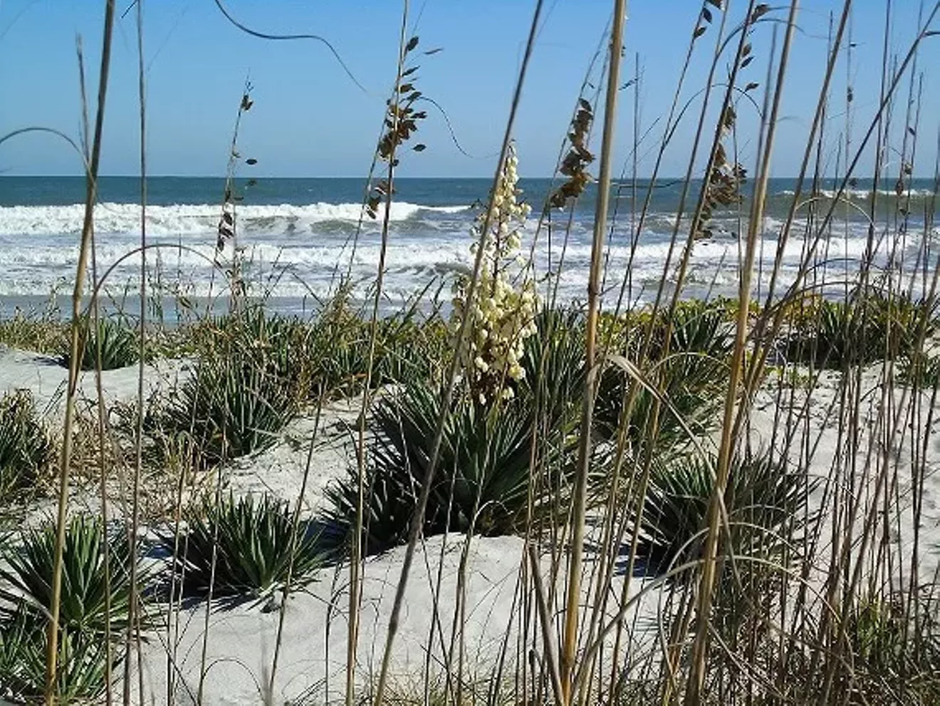 2c4bd950_yuccas_on_cumberland_2.webp