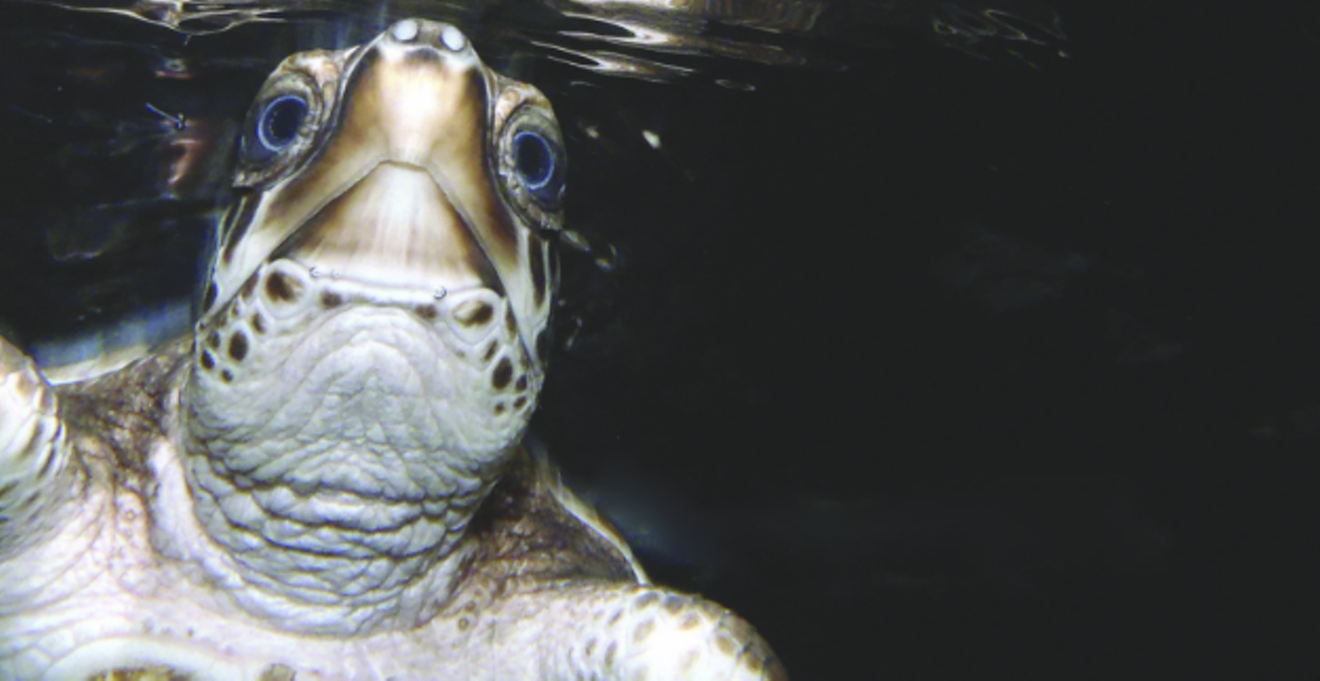 50ba849f_turtle_talk_image.png