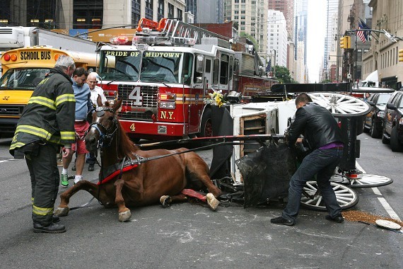 43bf8499_carriage-horse-accident-9-26-13.jpg