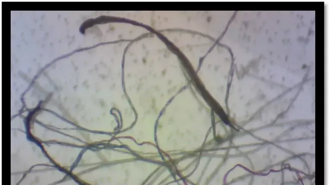 Image: Evening @ Skidaway - Microplastics Pollution