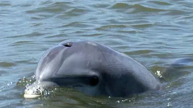 Image: The Dolphin Project