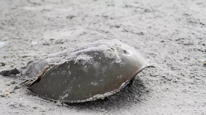 Image: Horseshoe Crab Encounters