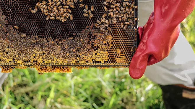 Image: Getting Into Urban Beekeeping