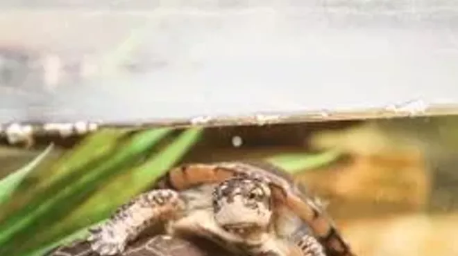 Image: Turtle Tuesdays