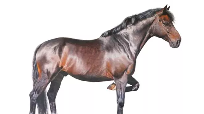 Image: The Art Horse: Series 1 - Julie Ferris