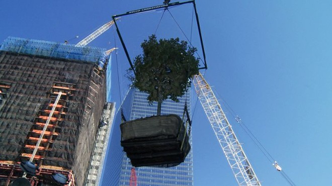 A tree grows at Ground Zero
