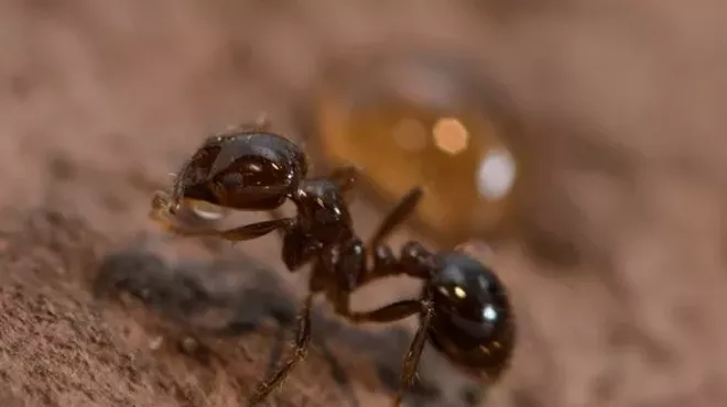 Image: Ants: Natures Engineers