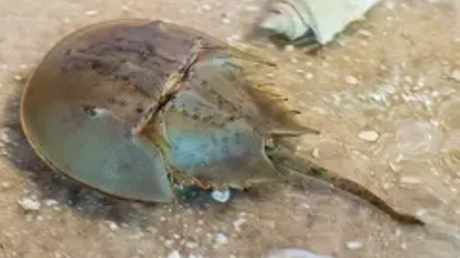 Image: Horseshoe Crab Encounters
