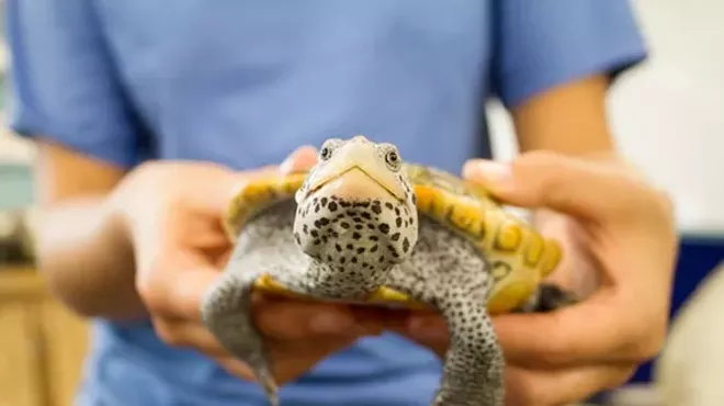 Image: Arts & Crafts and Animal Encounters