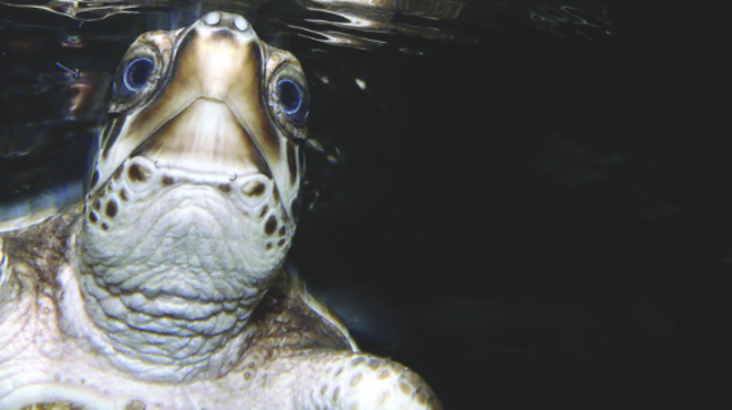 Tybee Island Marine Science Center Turtle Talk