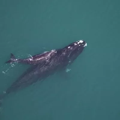 Image: Groups sue to prevent seismic airgun blasting off Georgia and South Carolina coast