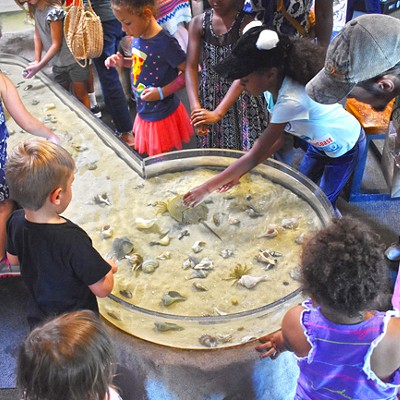 Touch tanks at the UGA Aquarium are always a popular activity at Skidaway Marine Science Day.