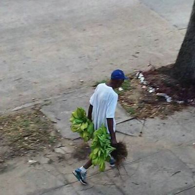 Plant thief sought