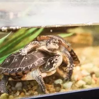 Image: Turtle Tuesdays