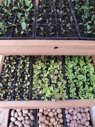 Image: Victory Gardens Plant Sale