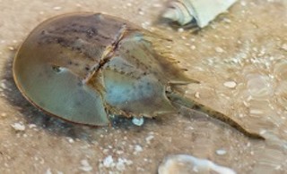 Horseshoe Crab Encounters