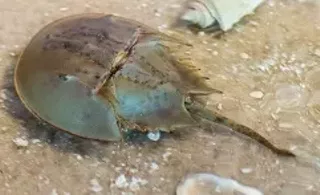 Image: Horseshoe Crab Encounters