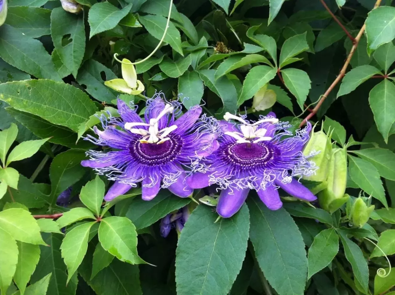 Purple Passion Flower