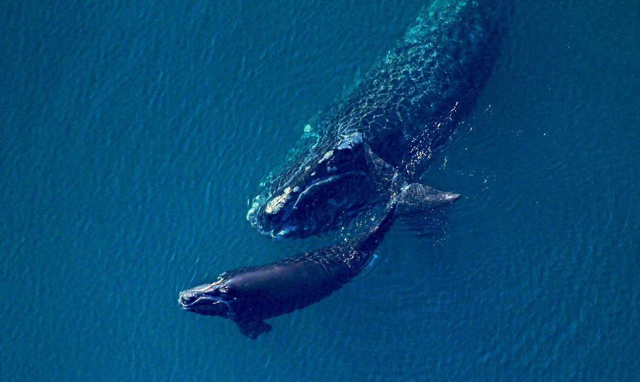 Right whale Catalog #3220 and calf sighted near Fernandina Beach, FL. Photo Credit: Florida Fish and Wildlife Conservation Commission.