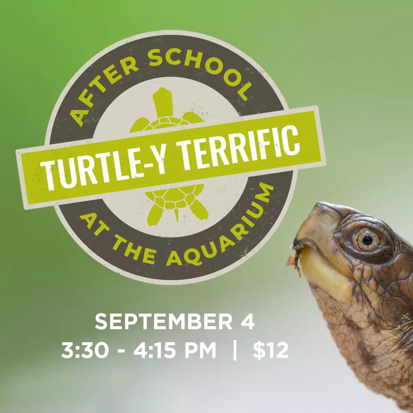afterschool-turtle-y_terrific.webp