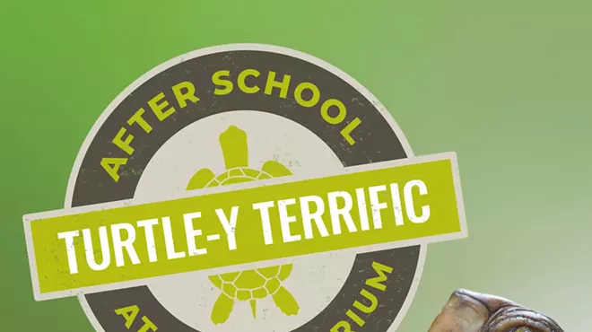 Image: After School at the Aquarium: Turtle-y Terrific