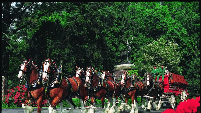 Image: Budweiser Clydesdales in Savannah