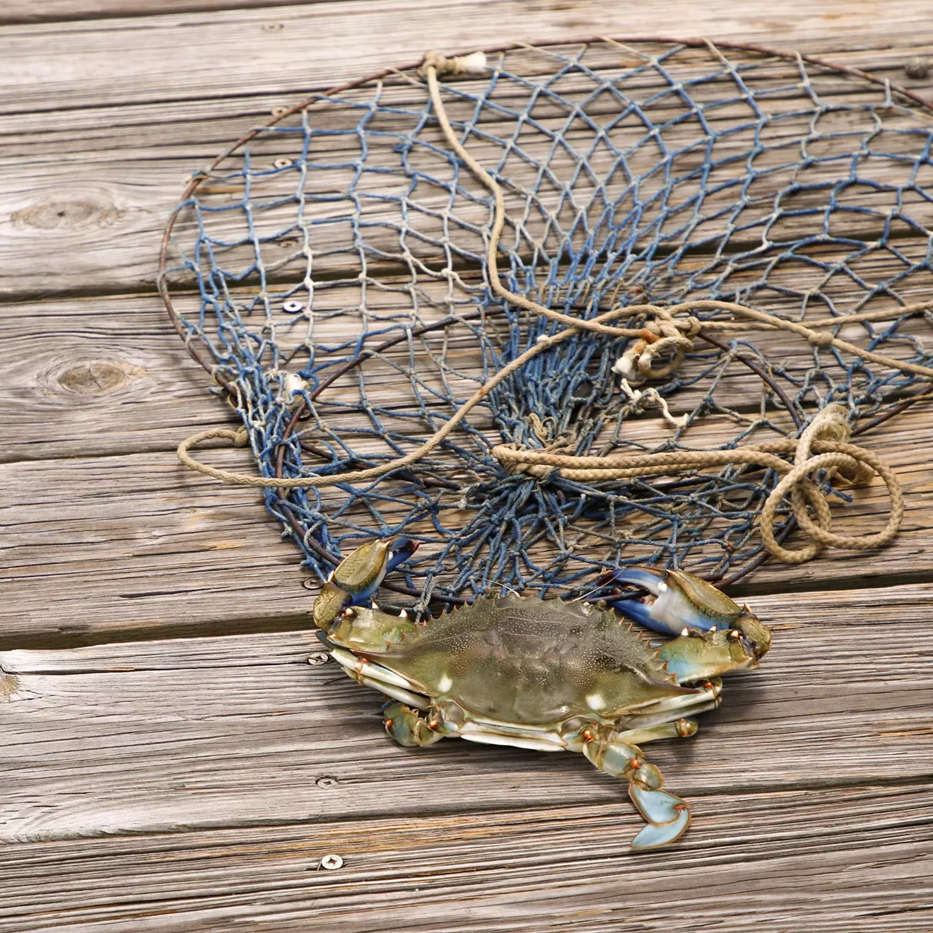 crabbing-101.webp