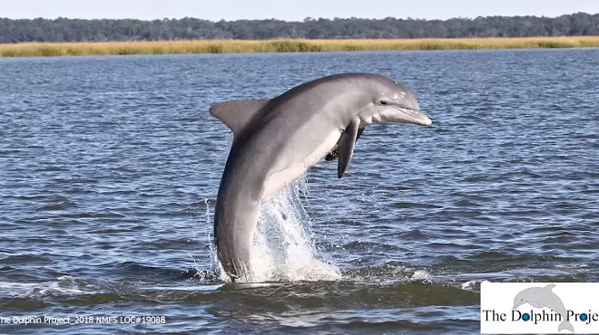 Image: For the love of dolphins