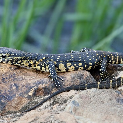 GEORGIA DNR: Tag and register 'wild animal' pet reptiles