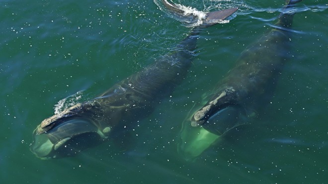 ‘Last of the Right Whales’ highlights the dangers and conservation efforts of Georgia’s state marine mammal