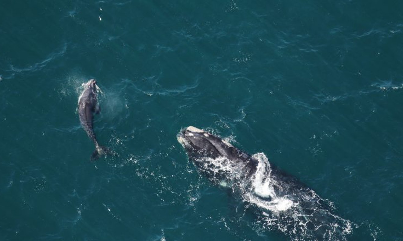 “Half Note” (Catalog #1301) and her calf, sighted in January 2022 off of Georgia. The calf was thin with whale lice on its flukes, indications of poor health. CREDIT: Clearwater Marine Aquarium Research Institute, taken under NOAA permit #20556