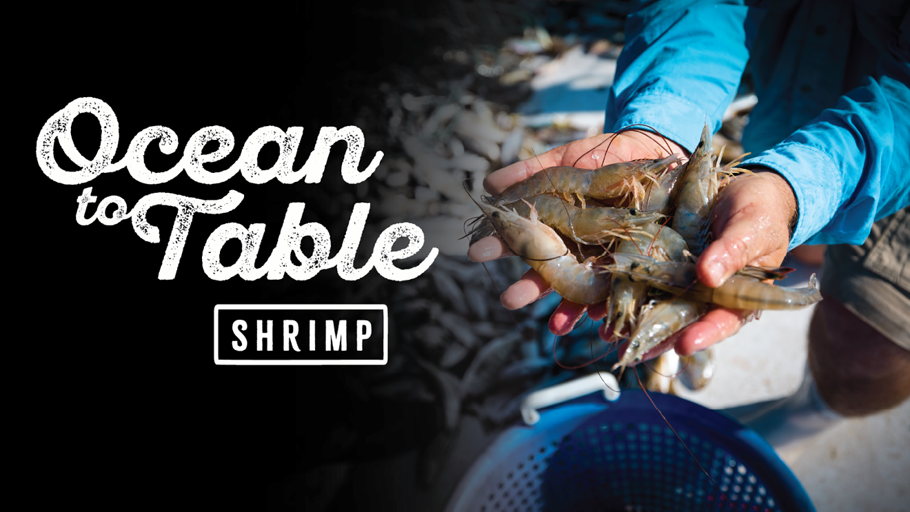 o2t-shrimp-1536x864.png