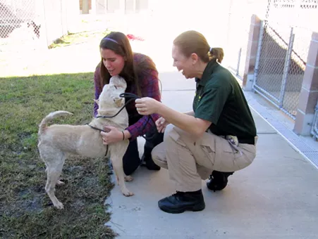 Pancake the Shar Pei is found!