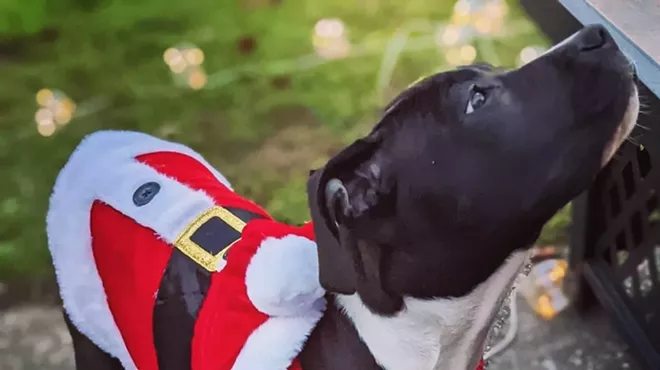 Image: Renegade Paws Downtown Holiday Lights Pack Walk