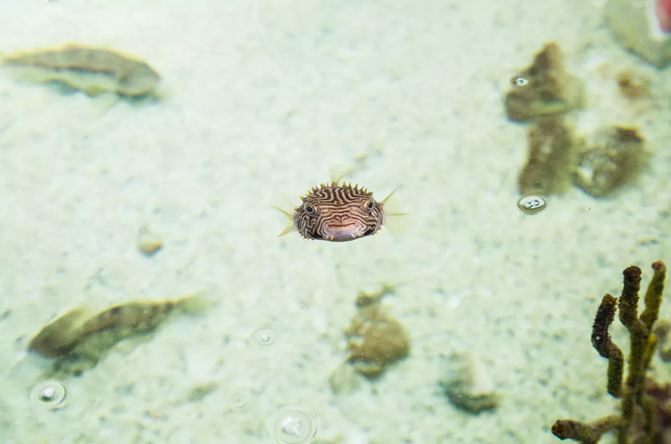 1601-pso-aquarium-61-4-.webp
