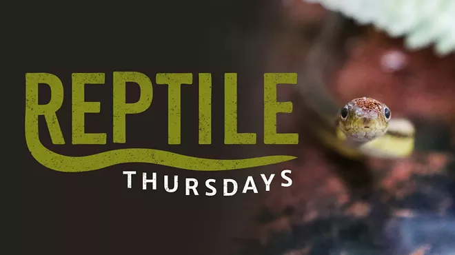 Image: Reptile Thursdays