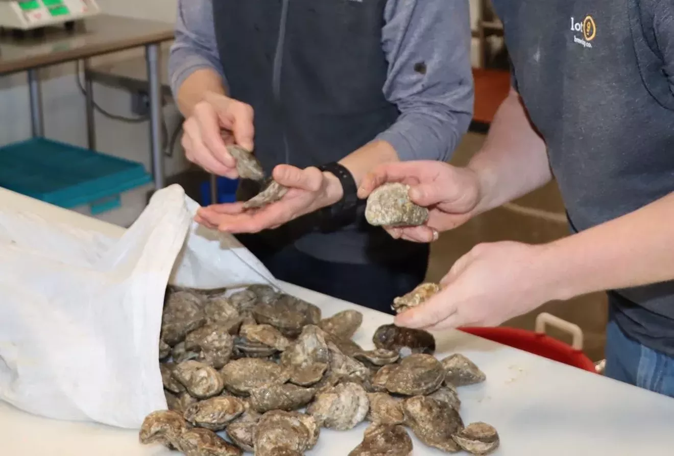 fresh_oysters_from_russo_s_fresh_seafood_bluffton_for_oyster.webp